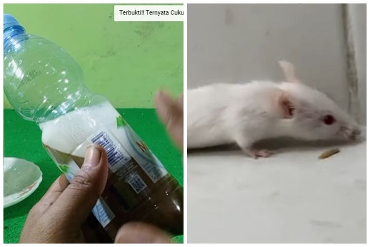 Selain membubuhkan kapur barus, ini cara mengusir tikus yang efektif hanya dengan menggunakan 2 bahan dapur saja