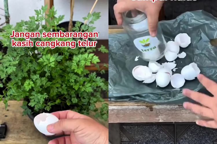 Jangan katakan, ini adalah cara menggunakan telur pada tanaman pada tanaman untuk membuat serangga tikus