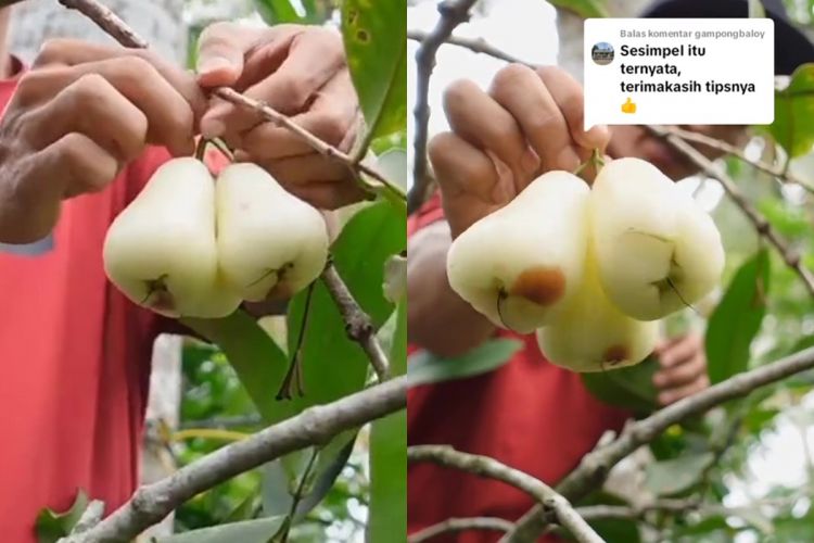 Memiliki pohon air gava tetapi tidak pernah membawa buah, cobalah menggunakan pupuk alami dari makanan ini