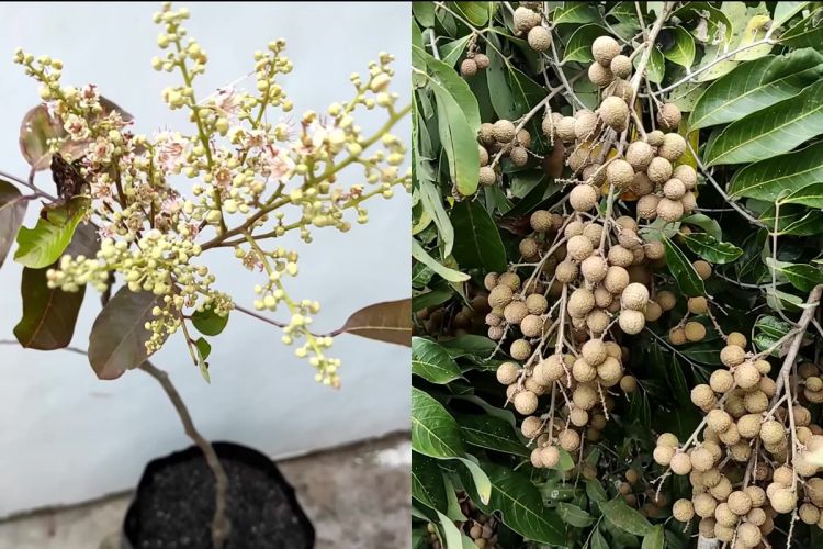 Trik untuk mengirimkan pohon letah untuk menghasilkan buah tanpa definisi dari hama, gunakan 1 bahan untuk minuman